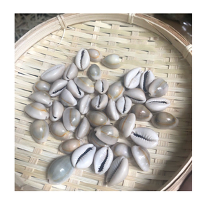 WHOLESALES COWRIES COWRY SHELLS - Product Image 3