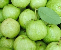 Hoge Kwaliteit Premium Grade Verse Guave HP 0084 917 476 477 10KG/Karton Natuurlijk Groen Natuurlijk Zoete Smaak KMI Merk
