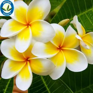 Aceite esencial de Frangipani orgánico puro, experiencia de aromaterapia, venta al por mayor, fabricación confiable a granel y proveedor de exportador indio - Product Image 2