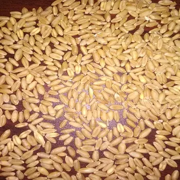 Société de fabrication haute qualité, g, pour la fabrication de graines de blé