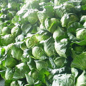 Variétés vertes et rouges disponibles Chou entier frais rouge - Product Image 2