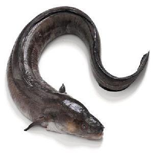 FROZEN <strong>EEL</strong> FISH for SALE