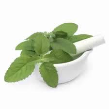 Hidrosol de albahaca con aroma revitalizante, destilado por vapor, certificado GMP - Product Image 2