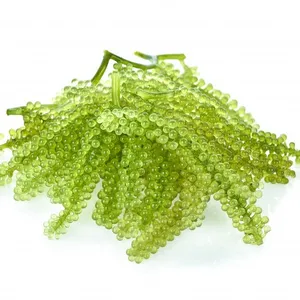 SEA GRAPES / GREEN CAVIAR / LATO SEAWEED /ARAROSEP Cheap price WHATSAPP+84364930172