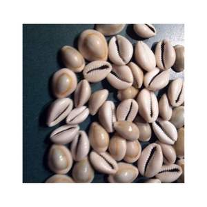 สินค้าขายดี เปลือกหอยธรรมชาติจากเวียดนาม สำหรับทำเครื่องประดับ งานฝีมือตกแต่ง - Product Image 4