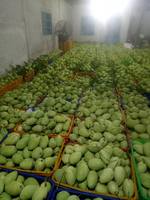 Premium kwaliteit verse gele Kesar mango 100% fruit van topkwaliteit 10kg Dong Thap oorsprong Sunrise Ins 0084 989 322 607 90 dagen houdbaarheid