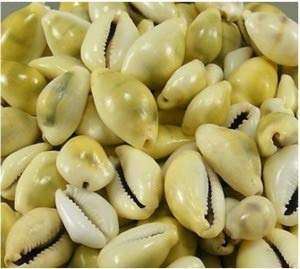 Conchas de CROWIE KAUDI, color amarillo NATURAL - Product Image 2