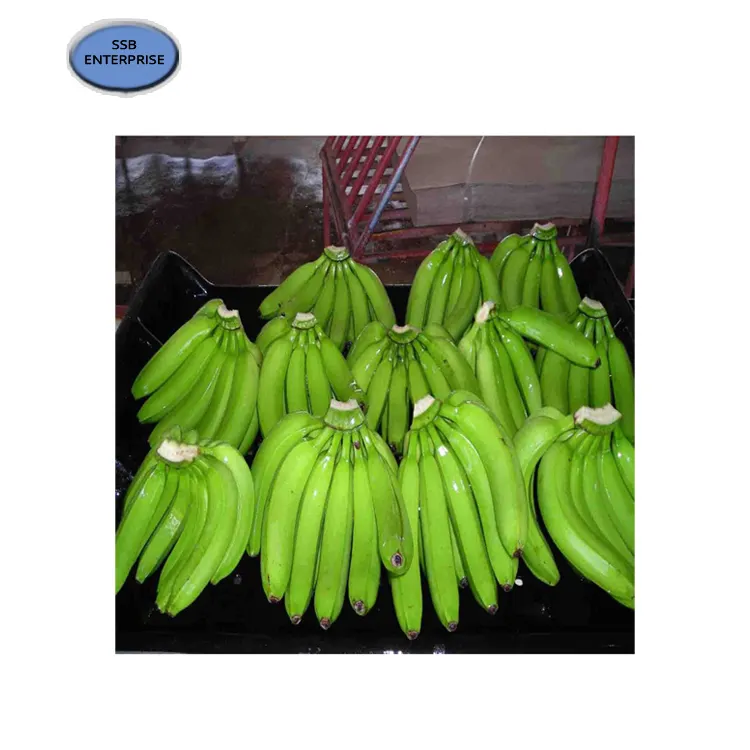 Leading Supplier of India Origin Fresh Cavendish Banana at Low Market Price for Bulk Purchase