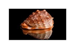 Concha de mar tallada grande Natural, chips grandes a granel, novedad - Product Image 4