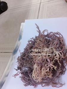 ต้นมอสจากทะเลแห้งไอริชจากเวียดนาม /ms ลิลลี่ + 84 906927736 - Product Image 6