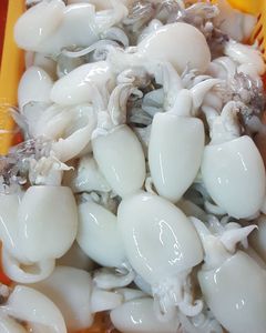 Ikan Sotong Bayi Berkualitas Tinggi