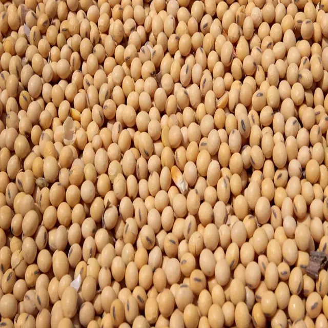 QUALITY SOYBEANS / SOYA BEANS FOR EXPORT GMO & NON GMO SOYBEAN SEEDS