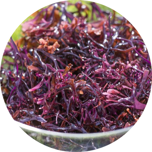 Venta al por mayor Irish Seamoss Origin Viet Nam/Sra. Shyn - Product Image 6