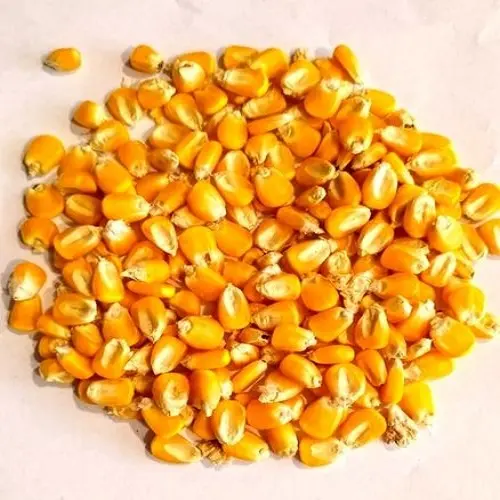 Украинская сухая Кукуруза \ сухая сладкая кукуруза продажа