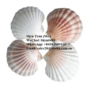 Natural Scallop Sea Shells From Vietnam with High Quality and Low Price / Shyn Tran +84382089109