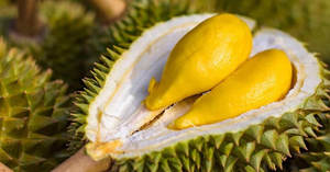 Meilleur Prix Durian Roi des fruits-King Durian - Product Image 3
