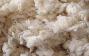 Déchets de coton non blanchis/mouche de carte (bandes plates)/Lickerin A & B de haute qualité pour l'exportation (Mme Xavia + 84 333371330) - Product Image 5