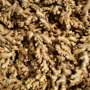 ขิงขายดี/ขิงสดออร์แกนิค - Product Image 1