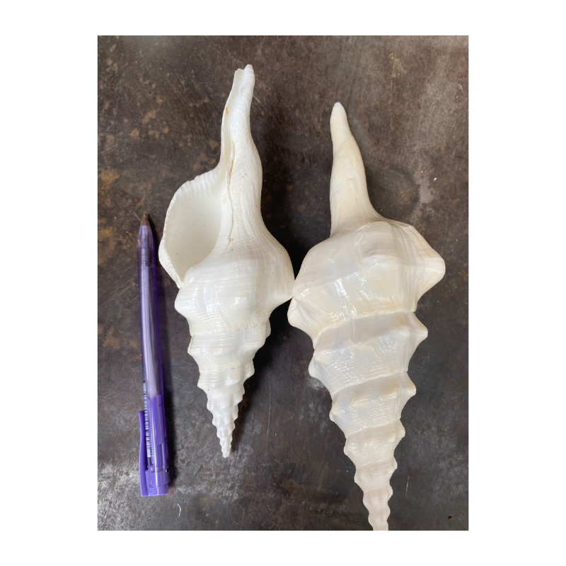 seashell　4枚 Rare Natural Colorful Seashell Collection for Home Decor