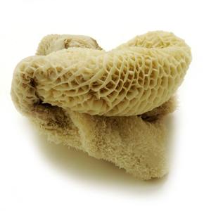 Ombrage de bœuf sel sec, qualité 2022, à vendre - Product Image 6