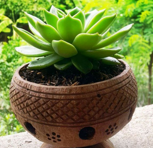 Maceta colgante de concha de coco de Vietnam - Product Image 4