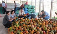 100% natuurlijk biologisch gedroogd GAC-poeder, zoete smaak, in kas gekweekt, bulkverpakking uit Vietnam