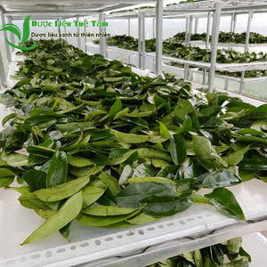 Hojas de guanábana secas de Vietnam, ingredientes naturales para té de hierbas, venta al por mayor - Product Image 3