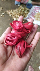 กระบองมือ - Product Image 3