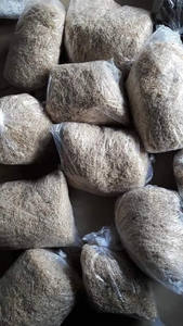 GRACILARIA VIETNAMITA FRESCA CON ALTA CALIDAD // Ámbar - Product Image 6