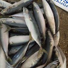 Pescado Atún del Pacífico Fresco Congelado, Envasado al Vacío, Calidad Premium, Conservado en Agua, Captura Directa - Product Image 2