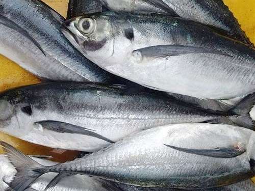 Frozen Horse Mackerel / Fish From Vietnam Cheap Price