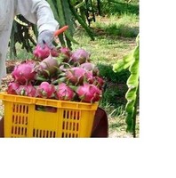 Nieuw Gewas Drakenfruit Met Hoge Kwaliteit En Beste Prijs Ms. Vakantie