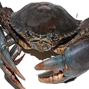 Crabe bleu frais congelé - Product Image 4