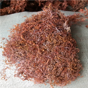Sargassum สาหร่ายผงสำหรับปุ๋ย/ปุ๋ยอินทรีย์2021 - Product Image 4