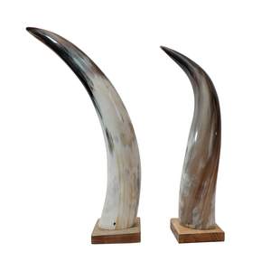 Corne décorative de meilleure qualité polie et base en bois artisanat naturel taille personnalisée corne décorative en bois à vendre - Product Image 6