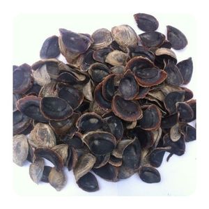 Operculum ซูเปอร์มาร์เก็ตจากทะเล,เวียดนาม - Product Image 3