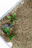 Fourmis Empire : Mini Terrarium Écologique Souterrain pour Petits Animaux – Solution d'Alimentation Domestique pour Insectes