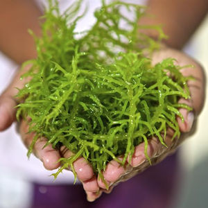 MEJOR VENDEDOR ALGAS NATURALES DE ALTA CALIDAD - Product Image 2