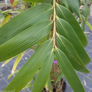 Extrait de bambou/VIET NAM HAUTE QUALITÉ MS.SOPHIE - Product Image 2