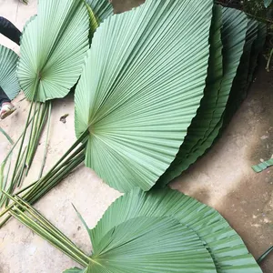 ベトナムのさまざまなサイズの環境にやさしい天然ヤシの葉/装飾や手工芸品の葉-世界中に輸出