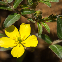 Compléments alimentaires naturels : Extrait de Tribulus Terrestris 90 % de saponines en poudre, qualité médicale, extraction par solvant pour l'alimentation santé