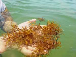 SELLING HIGH QUALITY DRIED SARGASSUM <b>SEAWEED</b> POWDER WITH BEST PRICE- Amber +84383004939 - Product Image 2