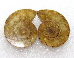 Ammonite fossile coquille paire lisse plaine fantaisie forme lâche pierre précieuse cabochon brillant fabrication de bijoux naturel qualité étonnante - Product Image 5