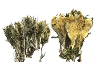 Flor Pitaya de alta calidad - Product Image 3