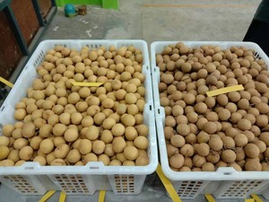 สินค้าพรีเมี่ยมธรรมชาติหวานไทยผลไม้ลำไยสด - Product Image 2