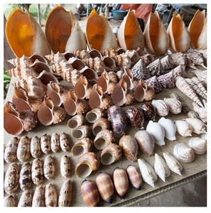 เปลือกหอยมุกเทอร์โบขนาดเล็ก-เปลือกหอยธรรมชาติ-เปลือกหอยเวียดนามสำหรับหัตถกรรม ([Ws0084587176063] - Product Image 6