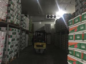 Cà Rốt Tươi Xuất Khẩu Giá Tiêu Chuẩn/Cà Rốt Đỏ Đông Lạnh Từ Việt Nam - Product Image 6