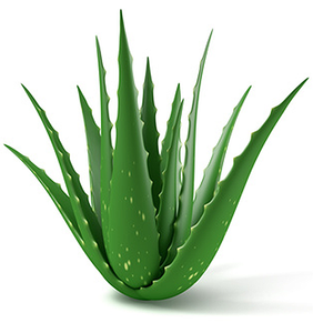 Hojas de Aloe Vera a Granel para la Venta - Product Image 1