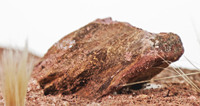 Empire des fourmis, fourmilière souterraine, décoration d'intérieur, fourmilière classique en plastique écologique, 12x6x7cm, toutes saisons