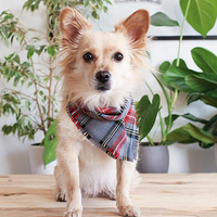 Bandanas pour chiens 100% coton, écologiques, respirants, imprimés ombrés, doux et confortables pour les chiens, toutes saisons, printemps, été, hiver